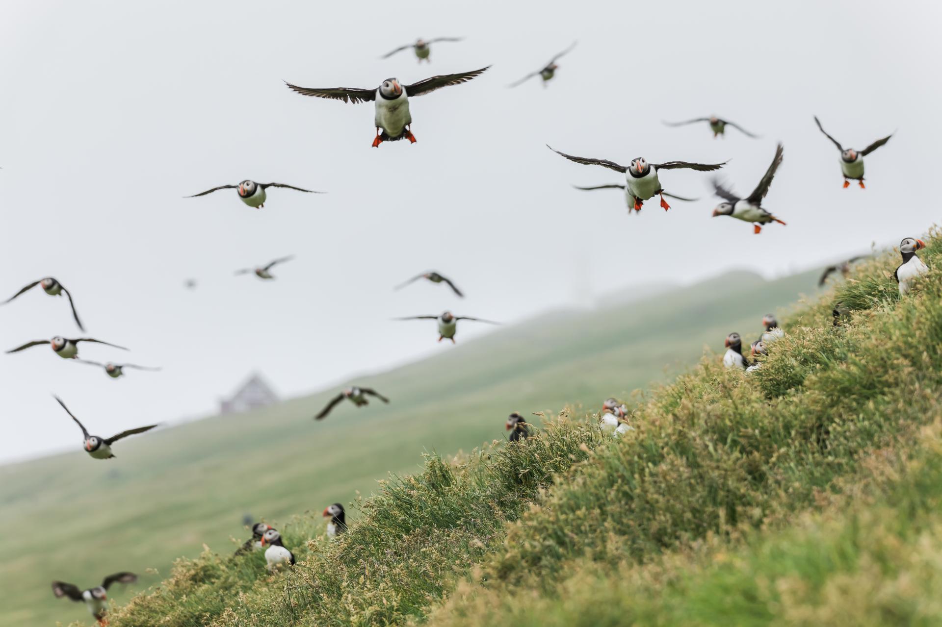 Puffins Mykines Allesio Mesiano