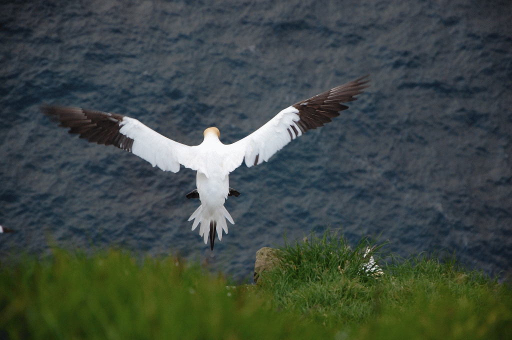 Gannet, Mykines
