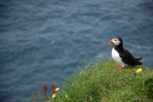 Puffin